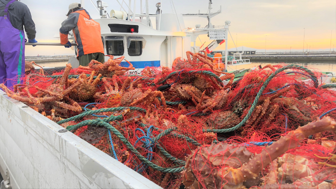 ���˥ϥ�� �ץ졼�� �ڤ鷺������δ������̤�������̣�廊����ʡ�