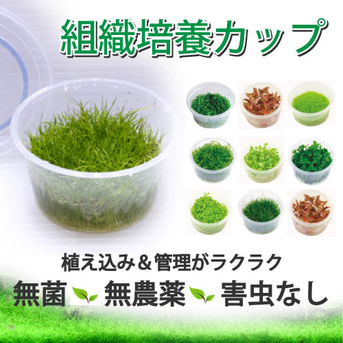 組織培養水草カップ 無菌 無農薬 害虫なし の安心な水草 熱帯魚の通販 トロピランド ネットショップ