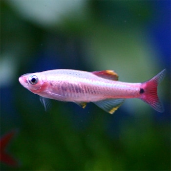 ゴールデン赤ヒレ ５匹 熱帯魚の通販 トロピランド ネットショップ