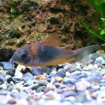 コリドラス ベネズエラオレンジ ３匹 ブリード 熱帯魚の通販 トロピランド ネットショップ