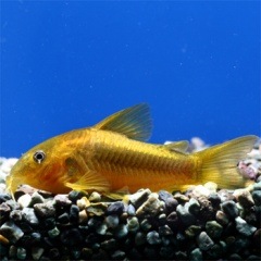 コリドラス イルミナティ オレンジ １匹 熱帯魚の通販 トロピランド ネットショップ