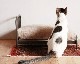 journal standard Furniture | SENS BED for CAT ���󥯥٥åɥե�������å�