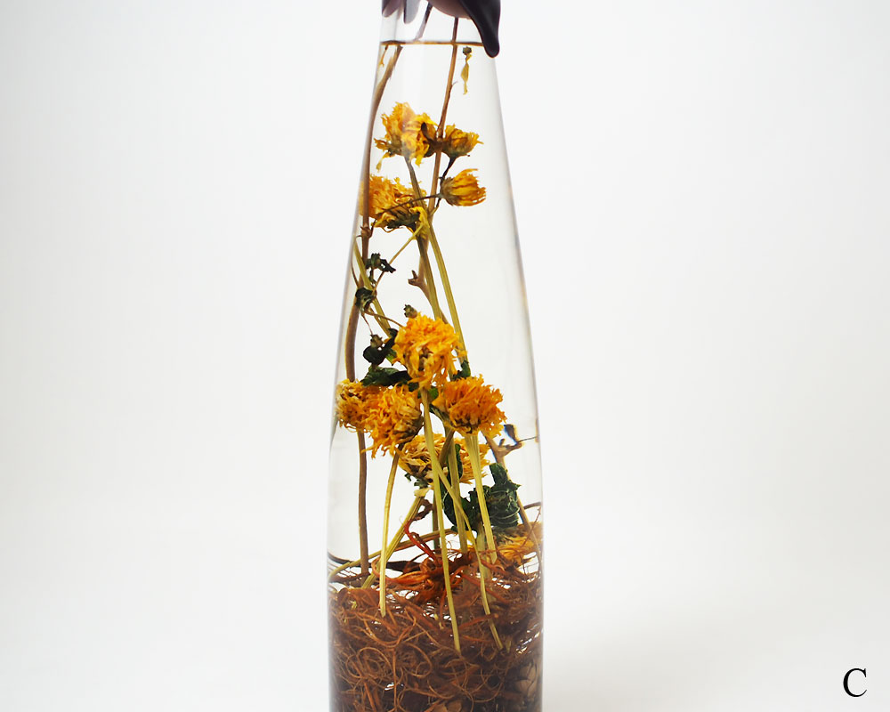 The Landscapers | PLANTAHOLIC -No.3- �ץ�󥿥ۥ�å�