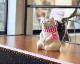 Plastep | Polar Bear Money Box with Muffler 2024 Ȣ  ܡޥե顼դ
