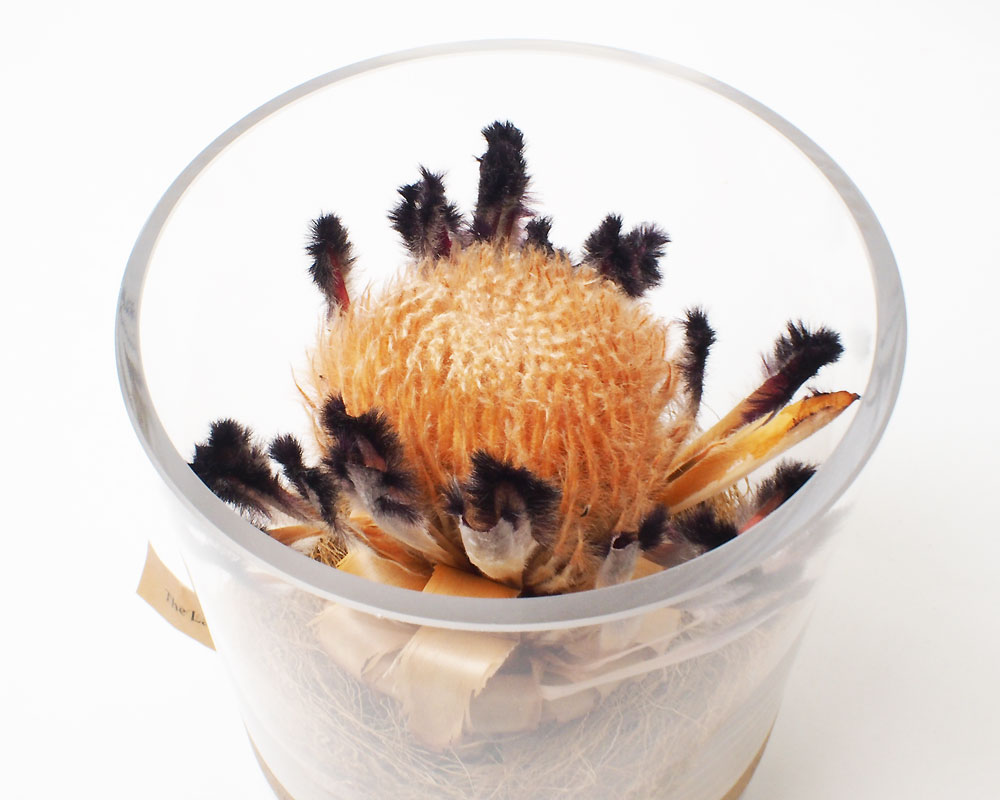 The Landscapers | DRY CYLINDER 15 [A] �ɥ饤��������15