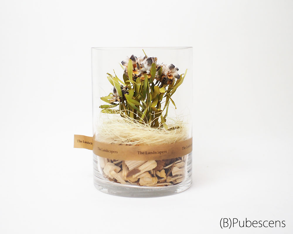 The Landscapers | DRY CYLINDER 15 [A] �ɥ饤��������15