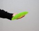 Humango Toys | MORF WORM [2size] ݥեݥ /եåȥȥ