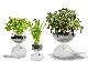 Holmegaard | GAIA Plant Glass �������ץ��ȥ��饹