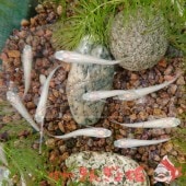 ��10ɤ���åȡ������� / �������ڿ������󤮤�ɱ�ۡڥ᡼�����Բġ�������������