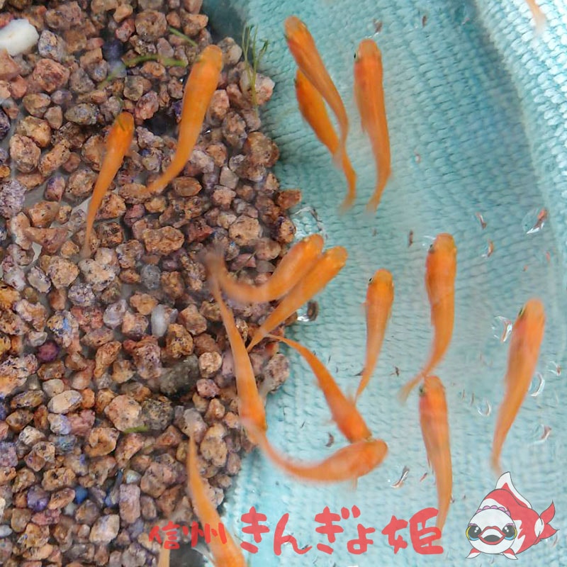 3ɤåȡ̵ޤ / ̵ޥ ڿ󤮤ɱۡڥ᡼Բġ