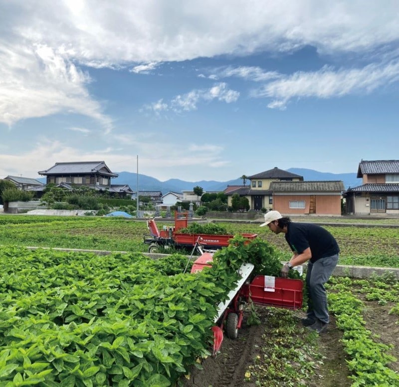 クッション「AOFUJI」