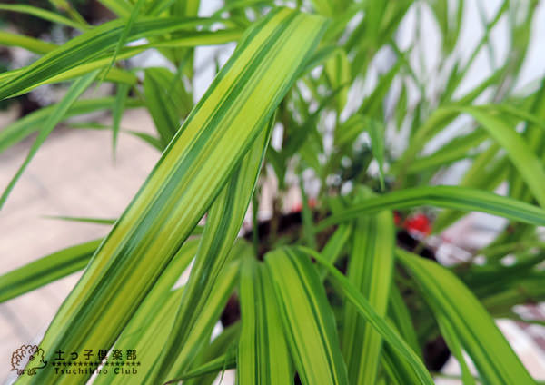 風知草 （ フウチソウ ） 』 斑入り葉 4.5号鉢植え | 苗の種類