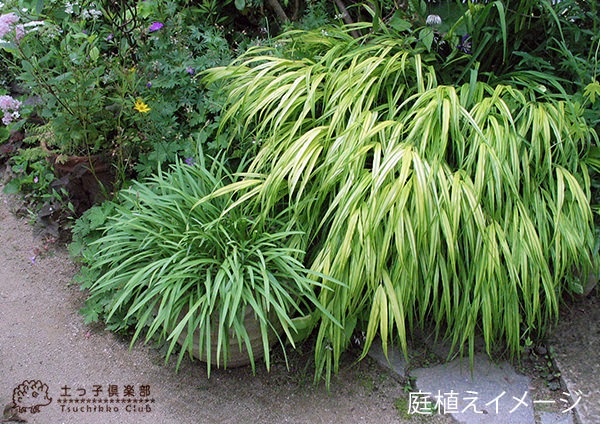 風知草 （ フウチソウ ） 』 斑入り葉 4.5号鉢植え | 苗の種類