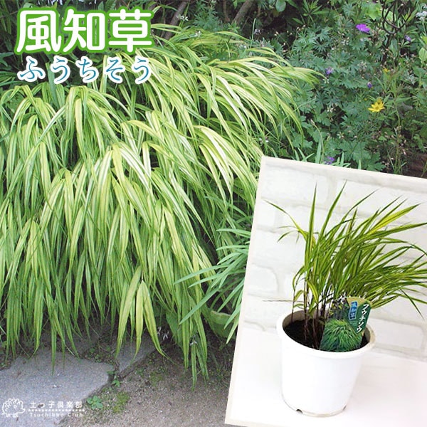 No.47 斑入り風知草 フウチソウ：斑入り風知草4-4.5号ポット の通販 | 園芸ネット
