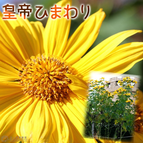 皇帝ひまわり ゴールデンガリバー （ 宿根性 木立ヒマワリ ） 9cm