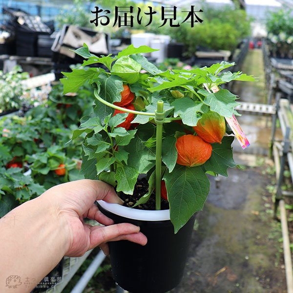 ほおずき （ ホオズキ ） 5号鉢植え 《 実付き 》 | 五十音順（品種名