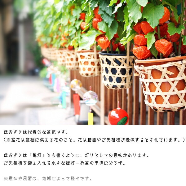 ほおずき （ ホオズキ ） 5号鉢植え 《 実付き 》 | 五十音順（品種名