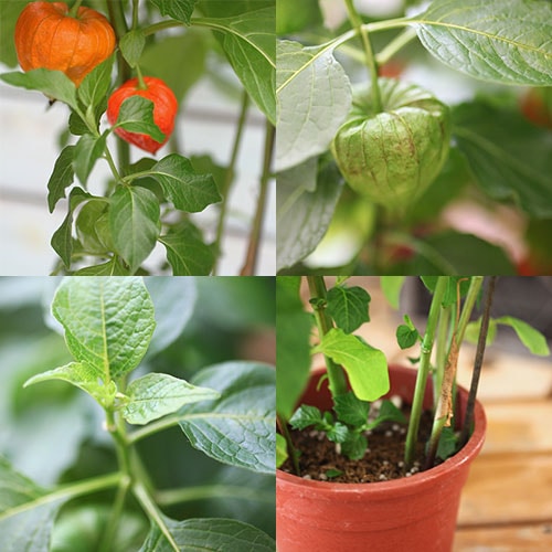 ほおずき （ ホオズキ ） 5号鉢植え 《 実付き 》 | 五十音順（品種名