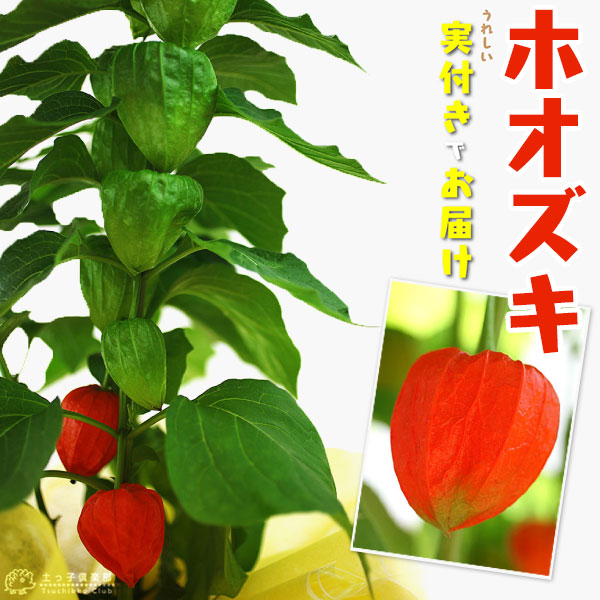 ほおずき （ ホオズキ ） 5号鉢植え 《 実付き 》 | 五十音順（品種名