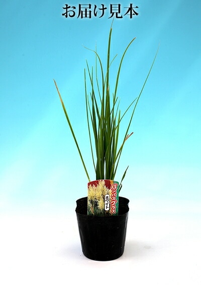 パンパスグラス　大型苗 楽天市場】【パンパスグラス】 タイニーパンパ 矮性