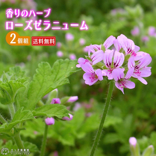 リラクゼーション様新品　ローズマリー・ゼラニウム各15ml おまとめ割引価格 リラクゼーション様新品 ローズマリー・ゼラニウム各15ml お