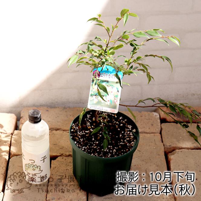 お 手頃 価格フラワー・ガーデニング - カメリアエリナ 120センチ