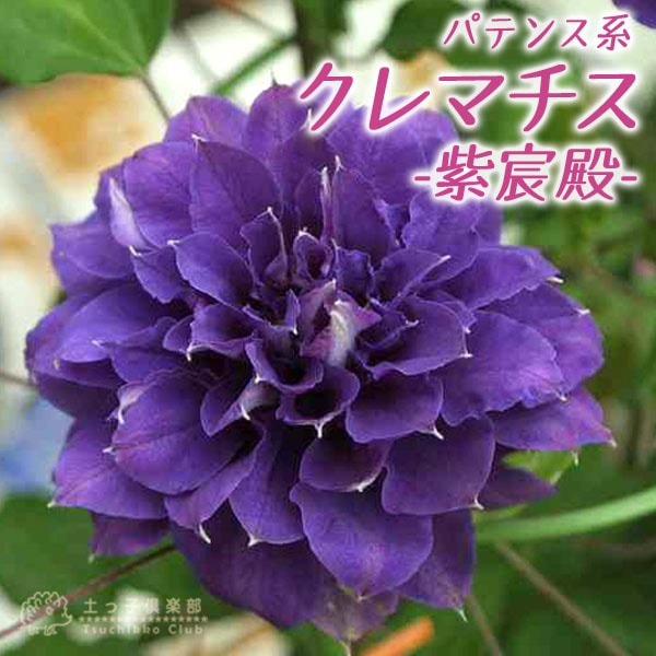クレマチス 『 紫宸殿 』 パテンス系・旧枝咲き （ 早咲き大輪系
