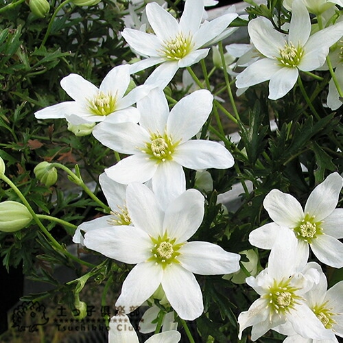 常緑クレマチス『カートマニージョー』オセアニア系（フォステリー系