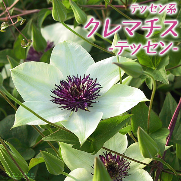 山崎竹泉　クレマチス（テッセン)　陶額 山崎竹泉 クレマチス（テッセン) 陶額 クレマチス 『 テッセン