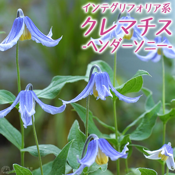 クレマチス 『 ヘンダーソニー 』 インテグリフォリア系・木立性・新枝