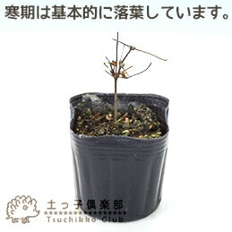 クレマチス 『 ピンクファンタジー 』 ジャックマニー系・新枝咲き