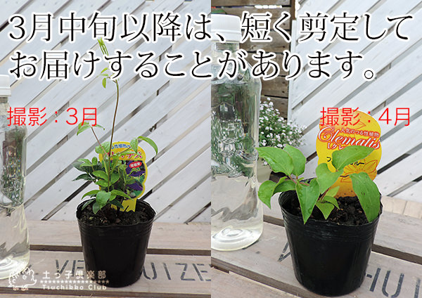 クレマチス ジャックマニー系 (遅咲き大輪系) ホワイト・アルバム １苗 新作 楽天市場】予約販売 クレマチス 苗 プールサイド ジャックマニー