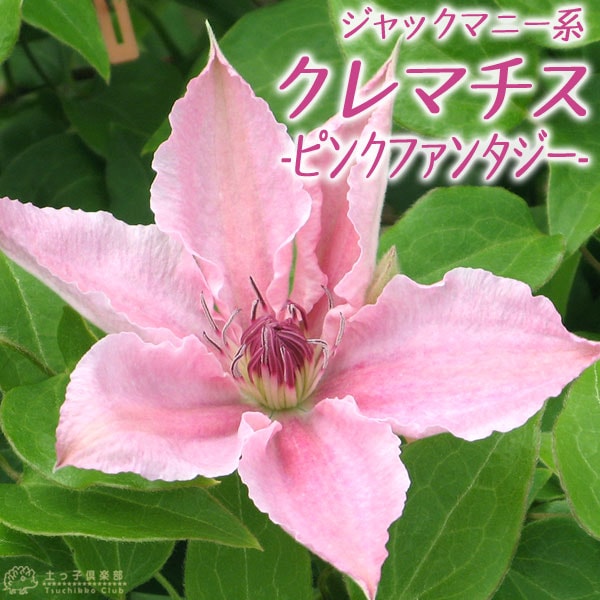 クレマチス 『 ピンクファンタジー 』 ジャックマニー系・新枝
