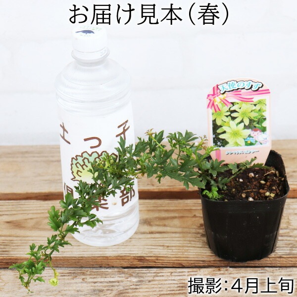 クレマチス　苗　④ 楽天市場】予約販売 クレマチス 苗 晴山 パテンス系 早咲き大輪