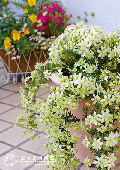 来年用に。。。支柱はずし■ボリューム満点　綺麗な　クレマチスピクシー a623e3e8f7cc991a71a3b1562c2892