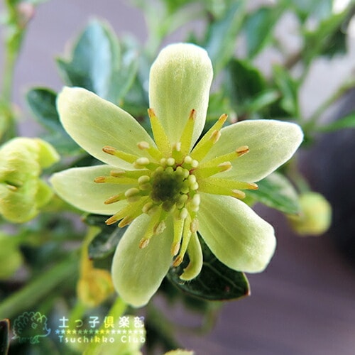 常緑クレマチス 『 ピクシー 』 オセアニア系・旧枝咲き 9cmポット苗