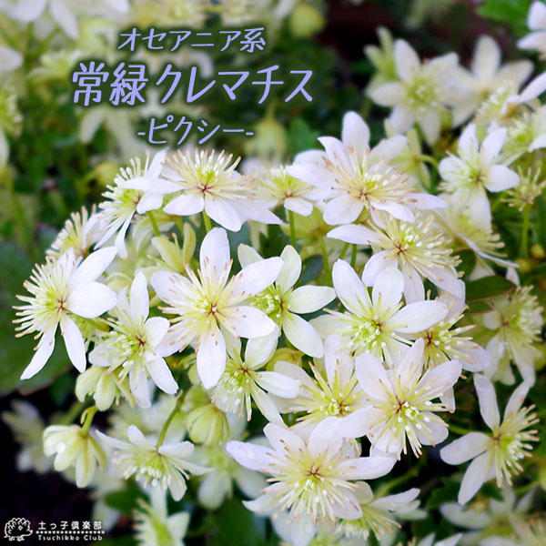 三*子様 クレマチス　苗　⑧ 楽天市場】予約販売 クレマチス 苗 ベティーコーニング ビチセラ