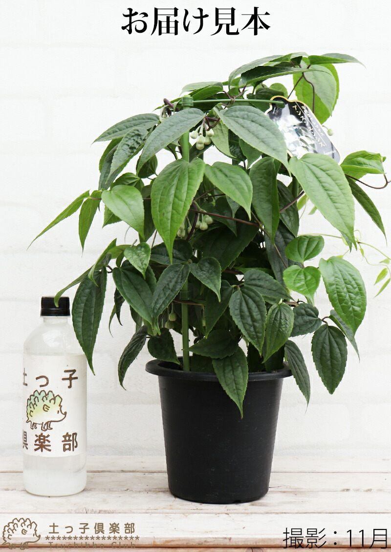 花芽付き 》冬咲き 常緑 クレマチス アンスンエンシス（ ウィンター 