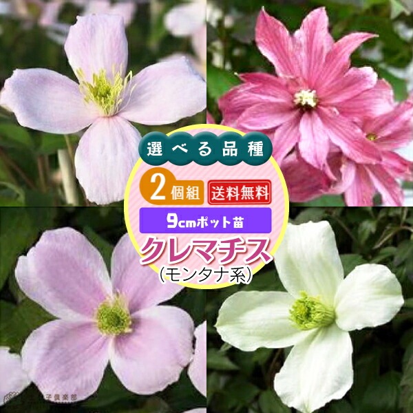 クレマチス2苗セット クレマチス 苗5種セット