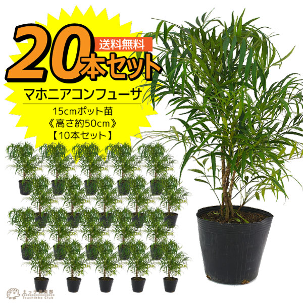 20個セット マホニアコンフューサ 15cmポット苗 高さ約50cm 【 送料