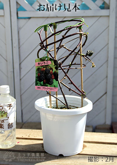 レイニーブルー　アンドン仕立て　鉢植え 送料無料]つるバラ：レイニーブルー8号大型アンドン仕立て の