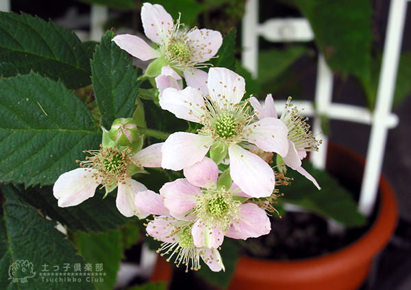 レイニーブルー　アンドン仕立て　鉢植え レイニーブルー アンドン仕立て 鉢植え