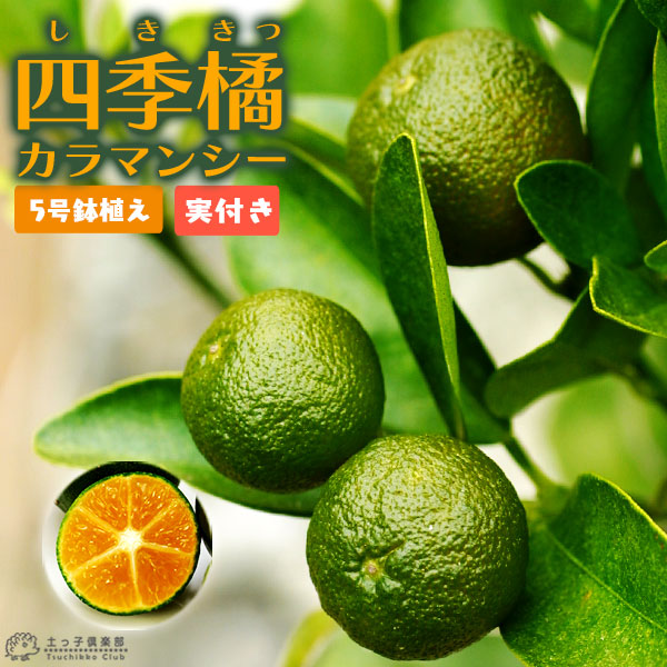 実付き 》 四季橘 『 カラマンシー 』 5号鉢植え 接木苗 （ 四季柑