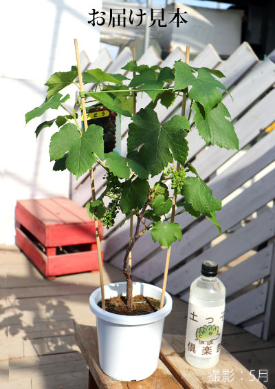 実付き ブドウ デラウェア 5号鉢植え 期間限定 五十音順 品種名 , タ 行 公式 土っ子倶楽部オンラインショップ