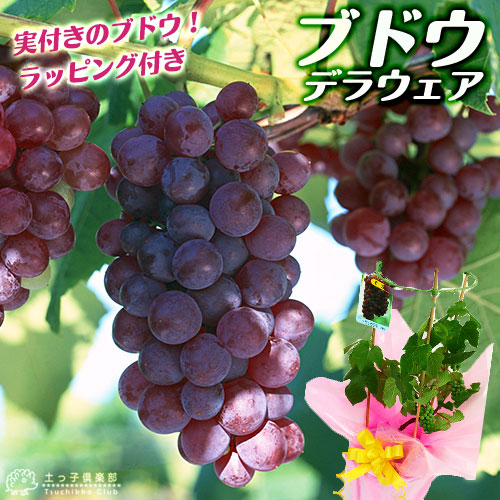 実付き 》 ぶどう『 デラウェア 』 ※ラッピング付き 5号鉢植え