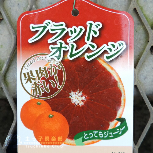 ブラッドオレンジ 『 タロッコ 』 13.5cmポット接木苗 【 珍種 】 | 五