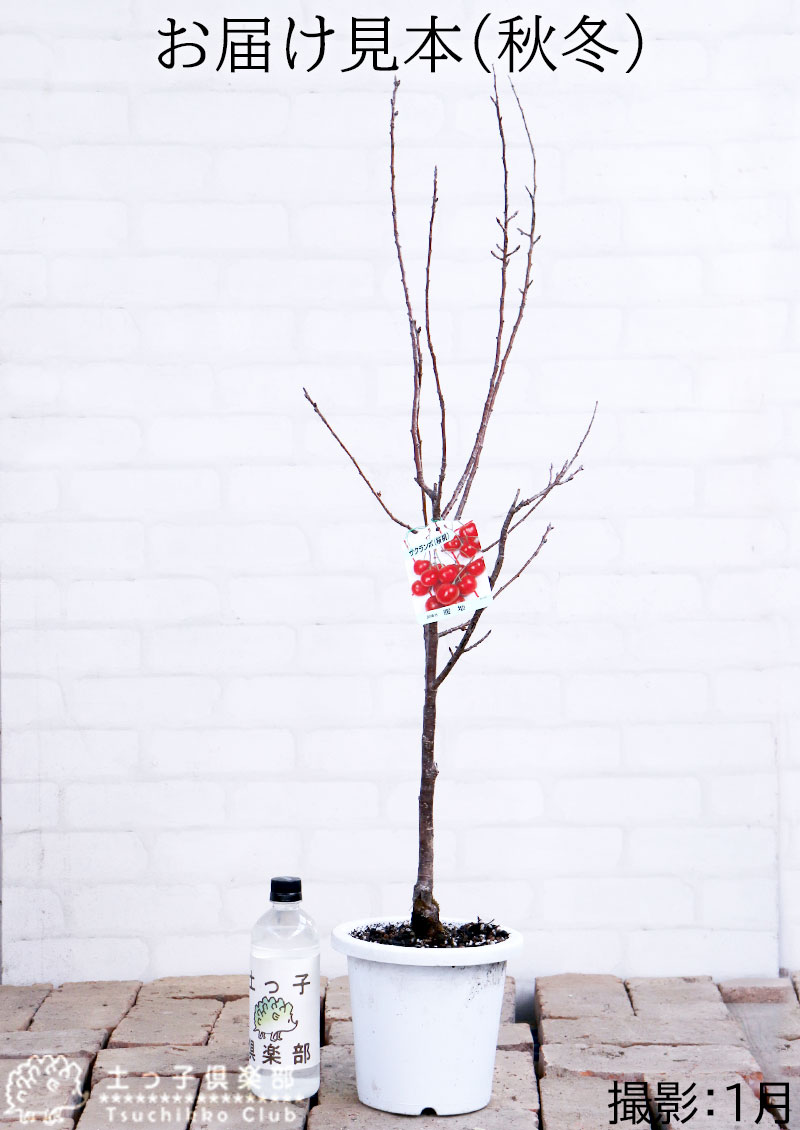 1本でなる 『暖地さくらんぼ』 6号鉢植え | 苗の種類,果樹