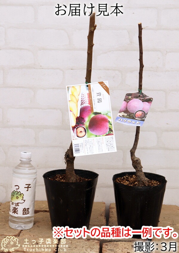 るー太陽、貴陽2本セット　プラム 苗木 約1.2メートル 貴陽　大株　幹太 るー太陽、貴陽2本セット プラム 苗木 約1.2メートル 貴陽 大株