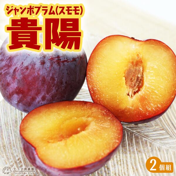 ジャンボプラム（ スモモ ）『 貴陽 』接ぎ木 苗木 2種セット 15cm ( 5