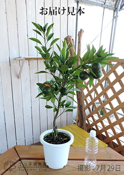 実付き 》 早生温州みかん 接ぎ木苗 6号鉢植え | 苗の種類,果樹,実付き